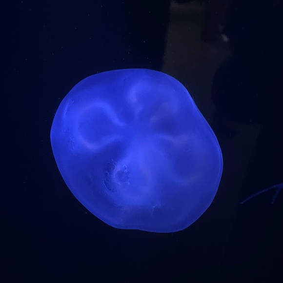 ❤️💕Meet your Posher, Susan, updated 6-21-22 - Picture 11 of 16